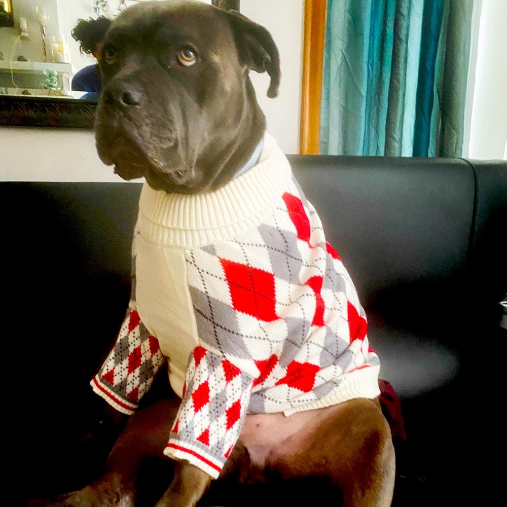 Dog Argyle Sweater